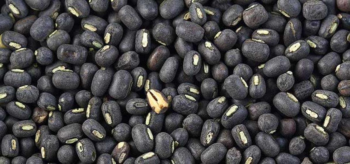 Low prices depress black gram farmers in Telangana