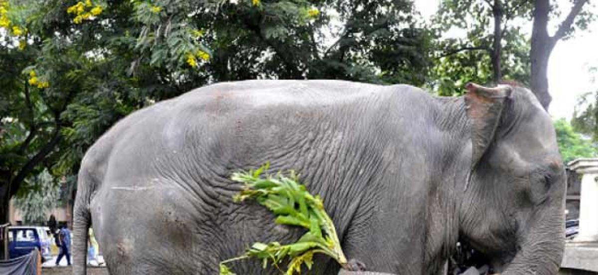 Coimbatore: Four trampled to death by elephant in Vellalore