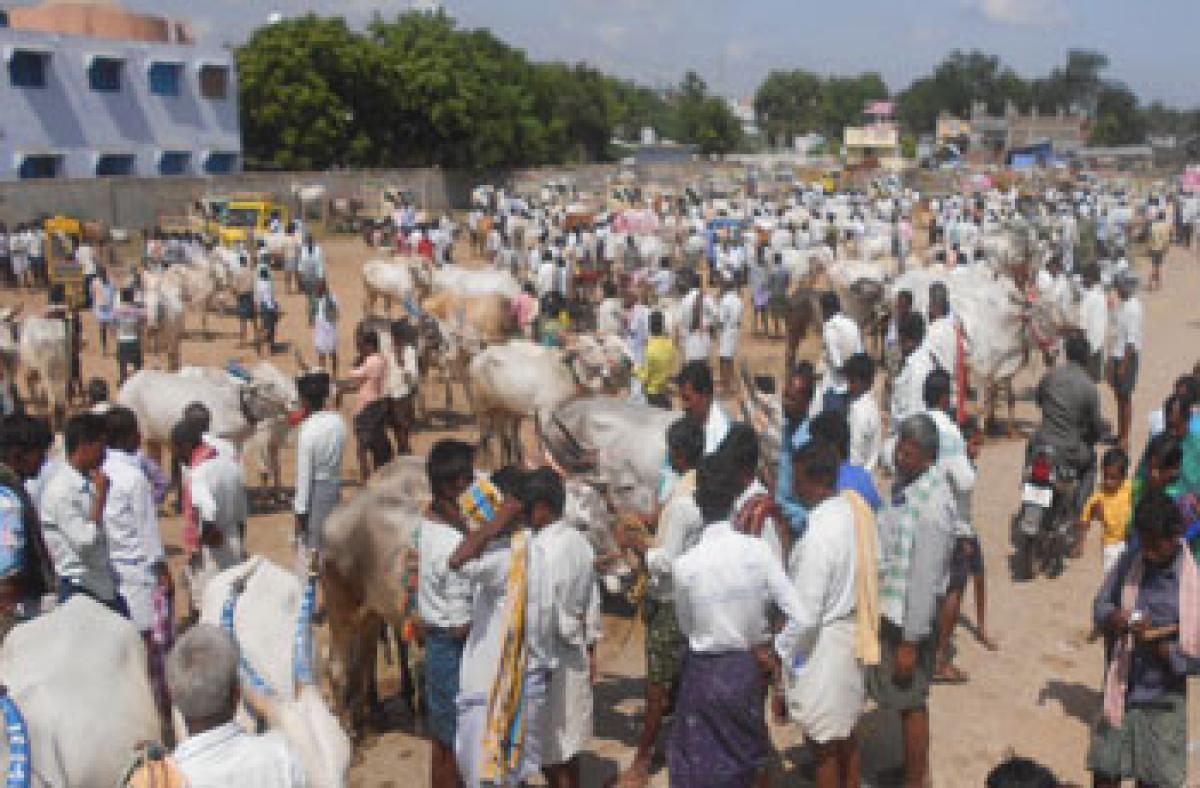 Drought persists in Kurnool dist