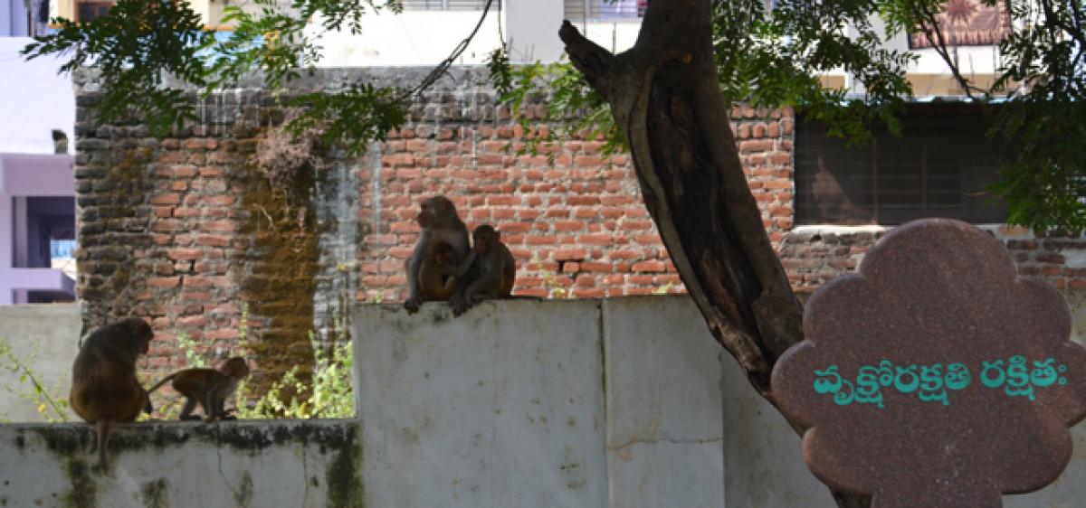 Monkeys invade human spaces in Medak, Siddipet