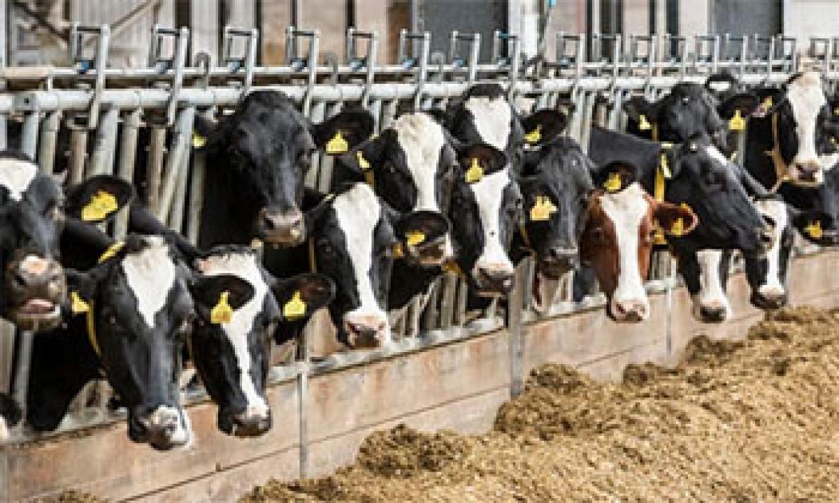 Dairy loans to prevent migrations: Minister