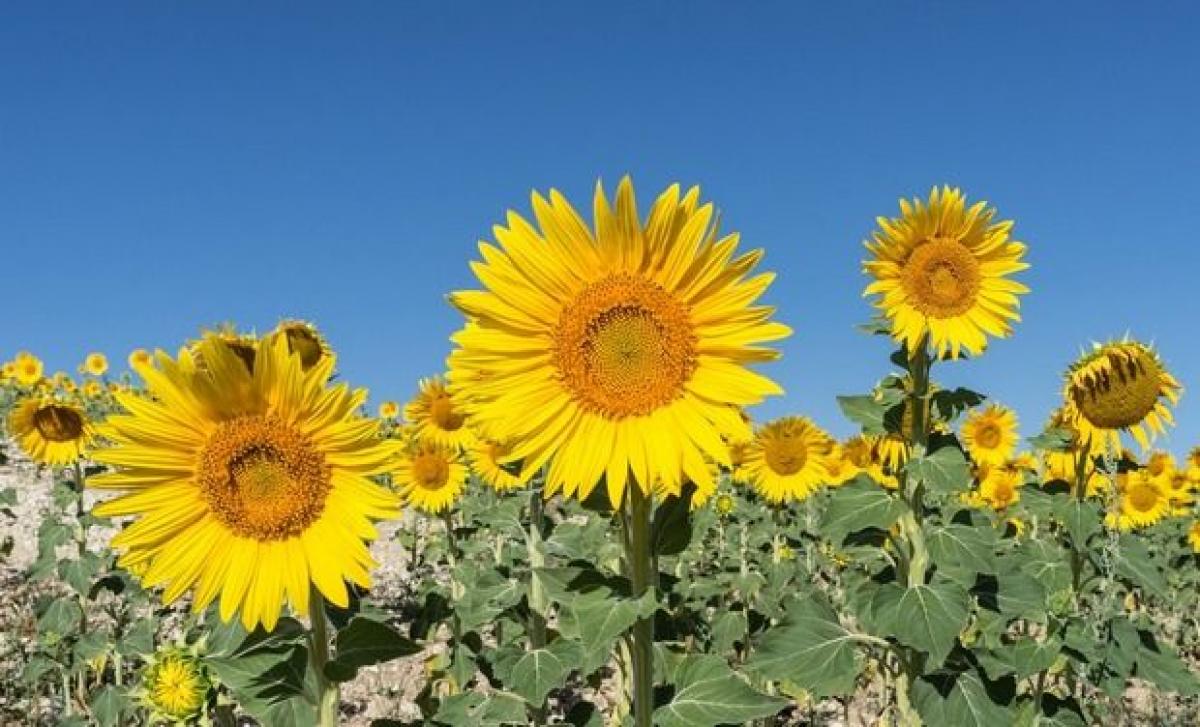 German scientists extract smartphone ingredient germanium from plants