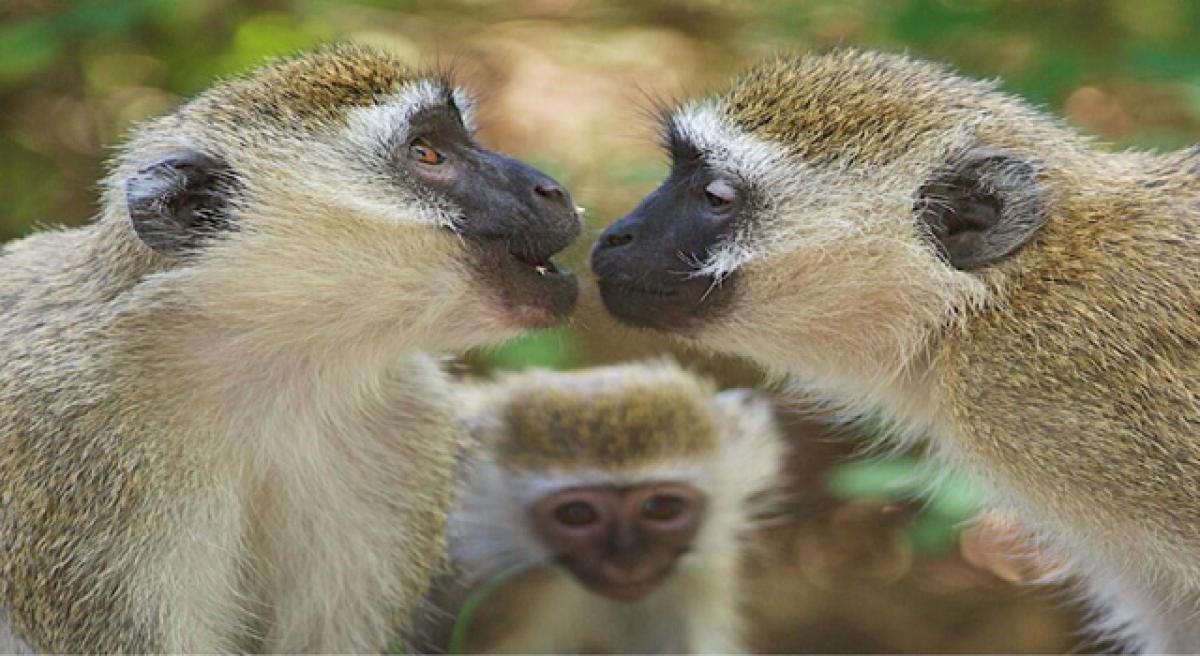 Scientists try decoding monkey language!