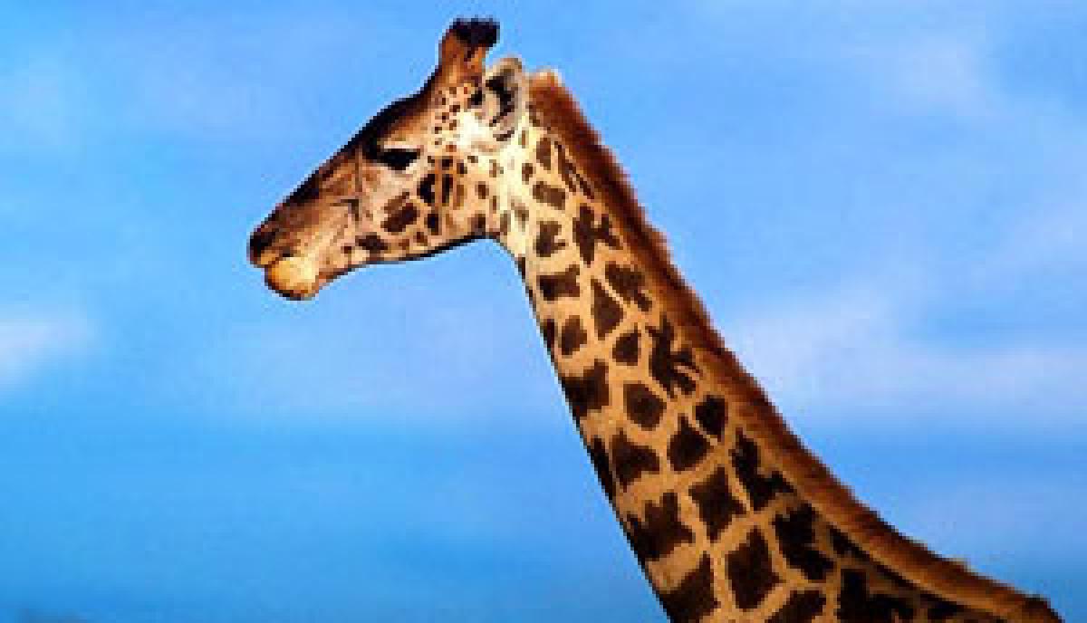 Why does the giraffe have a long neck: Read to find out