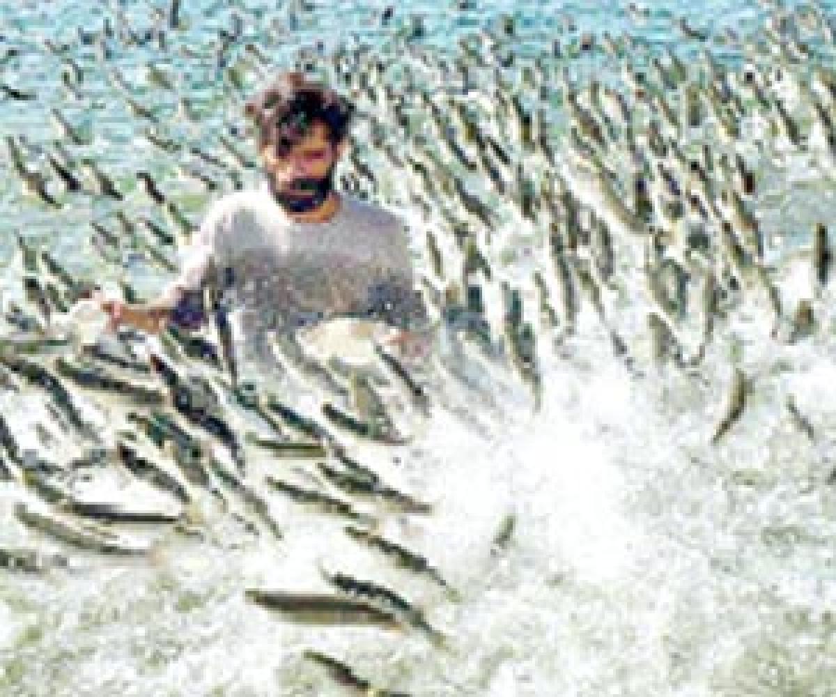 Move to make fisheries a `5,000-cr industry in TS