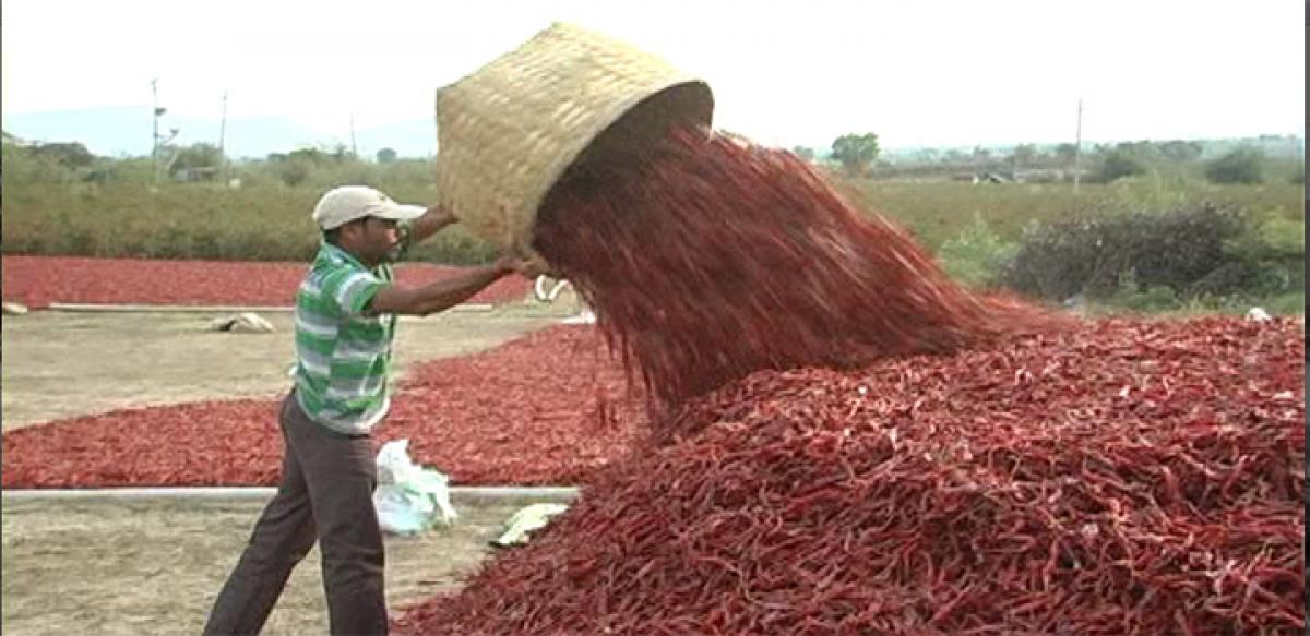 Mahadevpur farmers harvest red gold