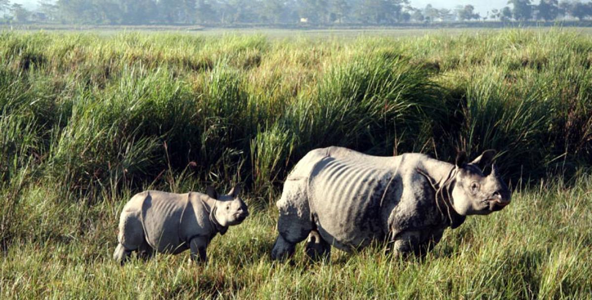 Now open for tourists: Kaziranga National Park in Assam