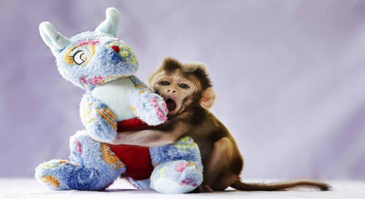 Smiling baby macaques reveal origin of smiles