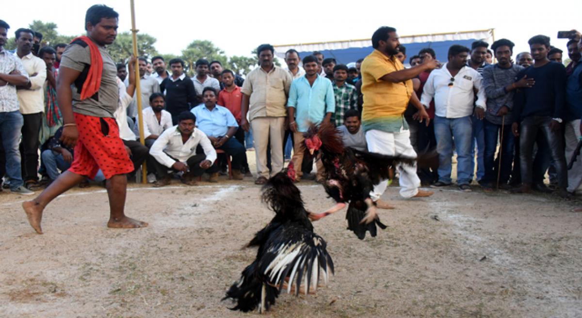 Crores riding on roosters