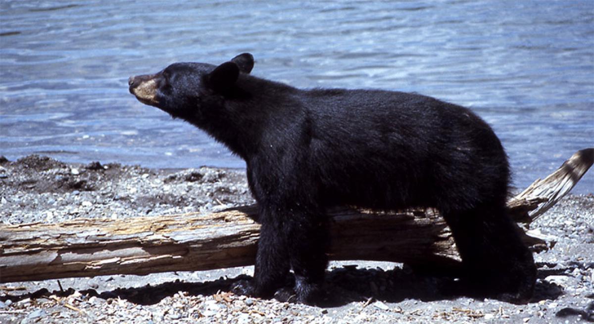 Take a tip from hibernating bears to protect astronauts bones