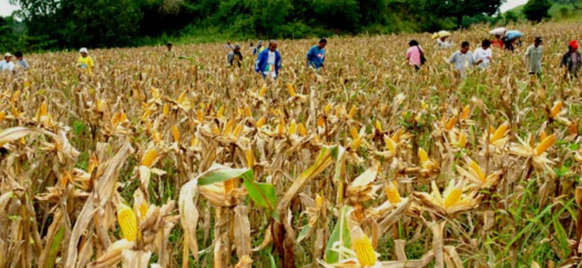 Spurious seeds ruin maize farmers
