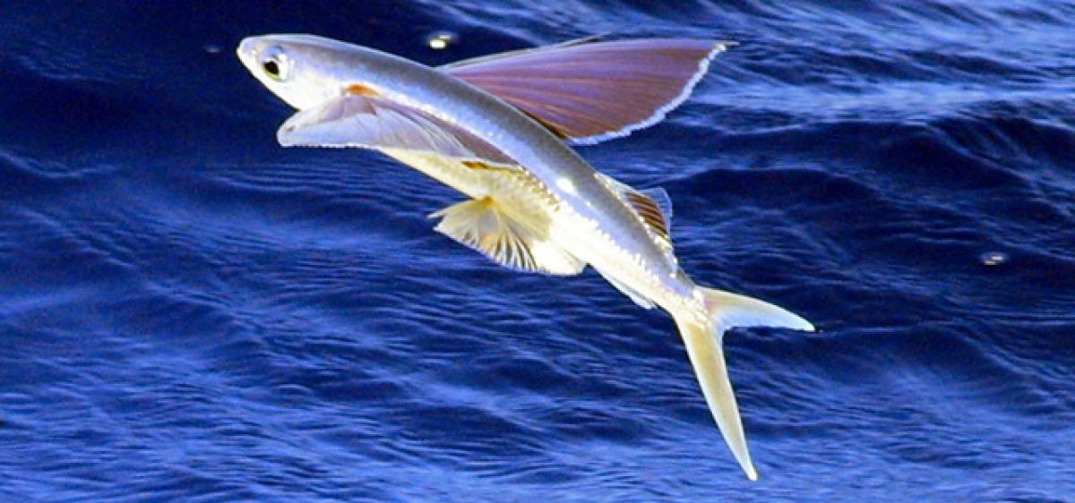 Flying fish send spirits soaring