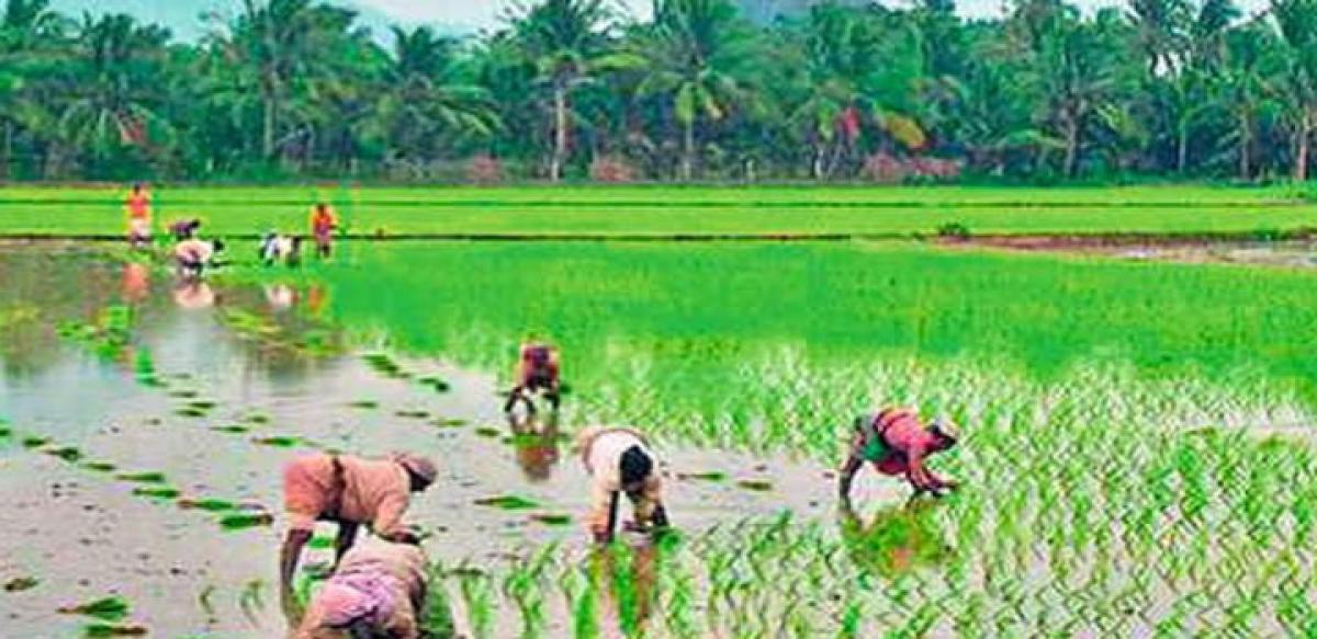 AP seeks relaxation in paddy norms