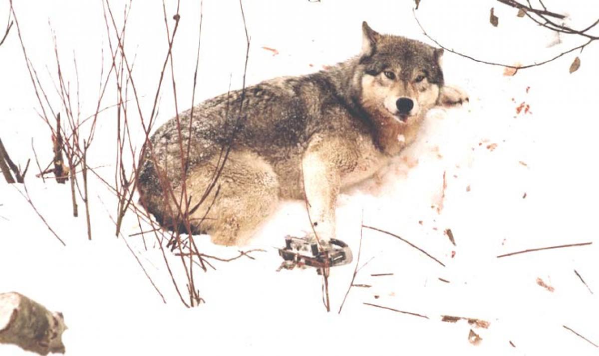 Wolf in leghold trap- Corporate management message