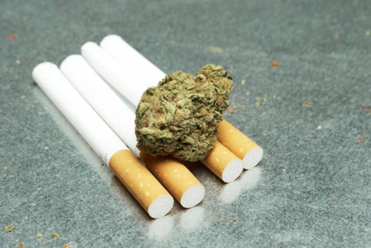 Nicotine changes marijuanas effect on brain