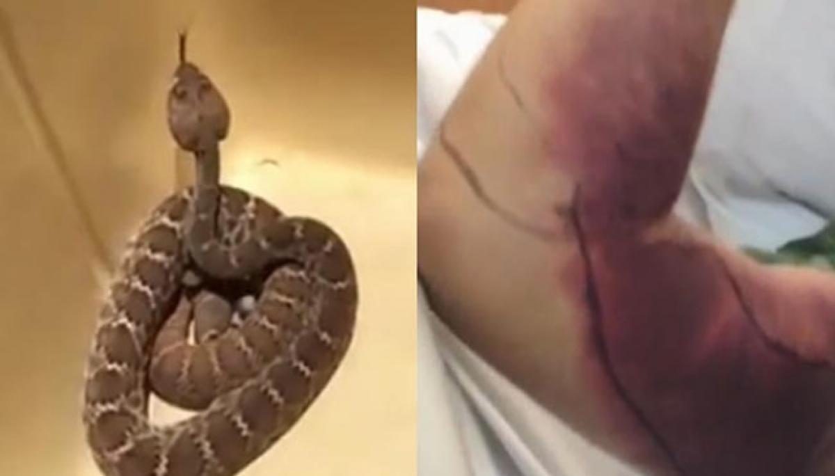 Selfie with rattlesnake costs man over $150,000