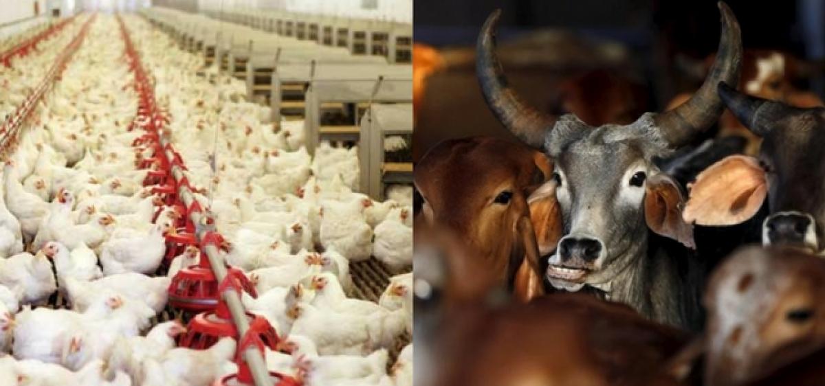 Cattle order makes chicken prices soar