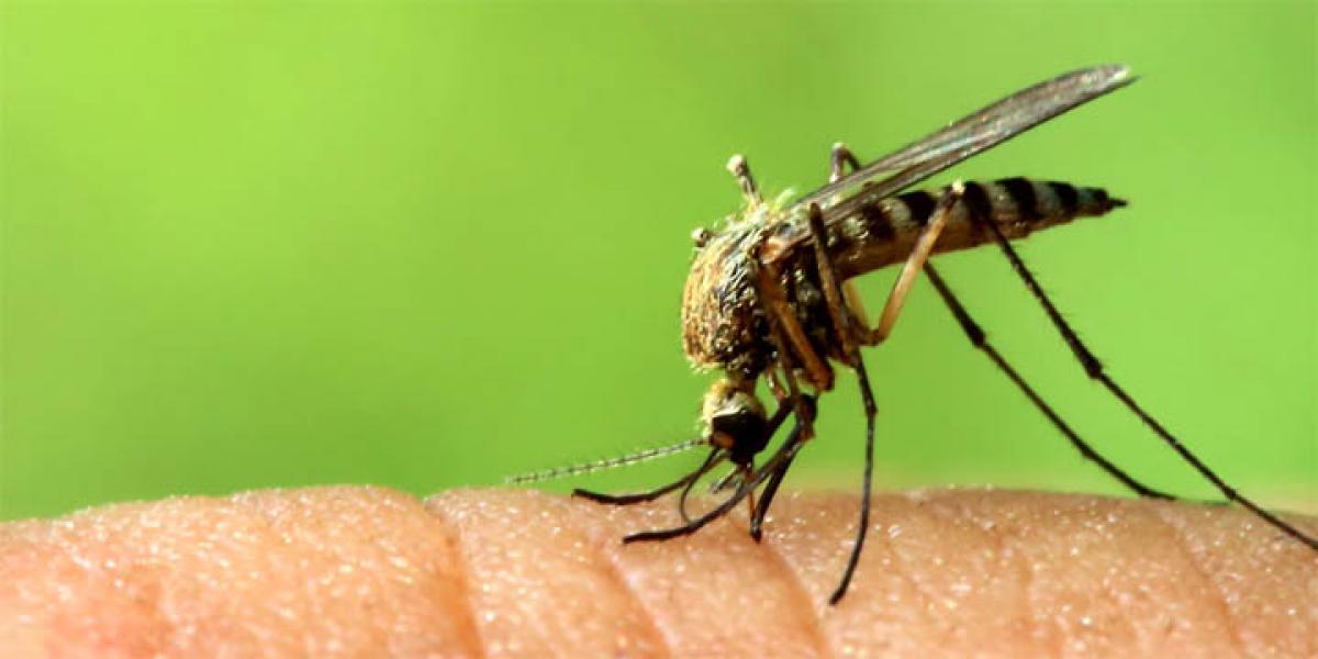 Genetically modified mosquitoes can help wipe out Malaria