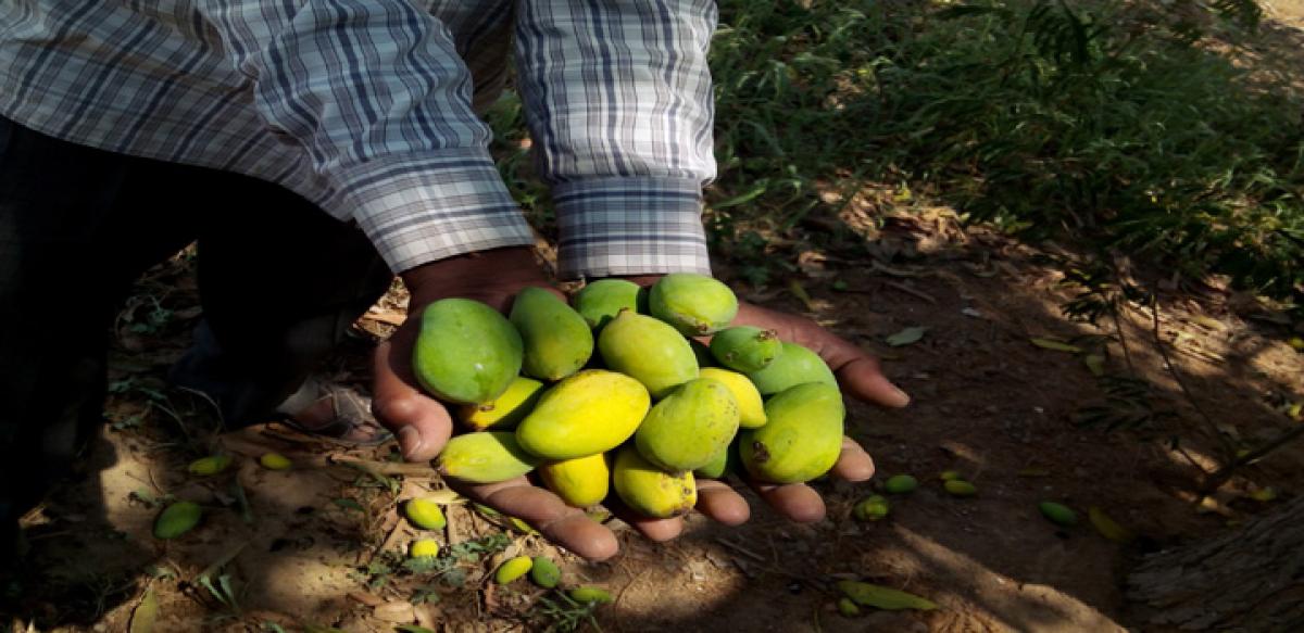 Rapid groundwater depletion threatens mango production