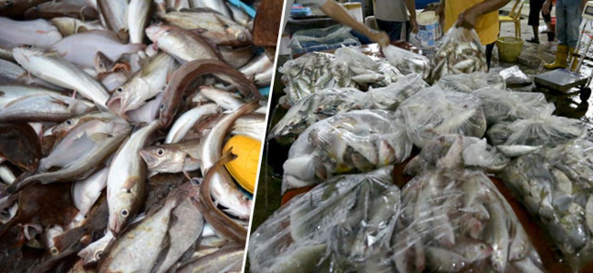 10 million tonnes of fish go waste every year: Study
