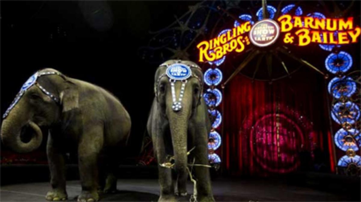 Youngest elephant at famed US circus dies