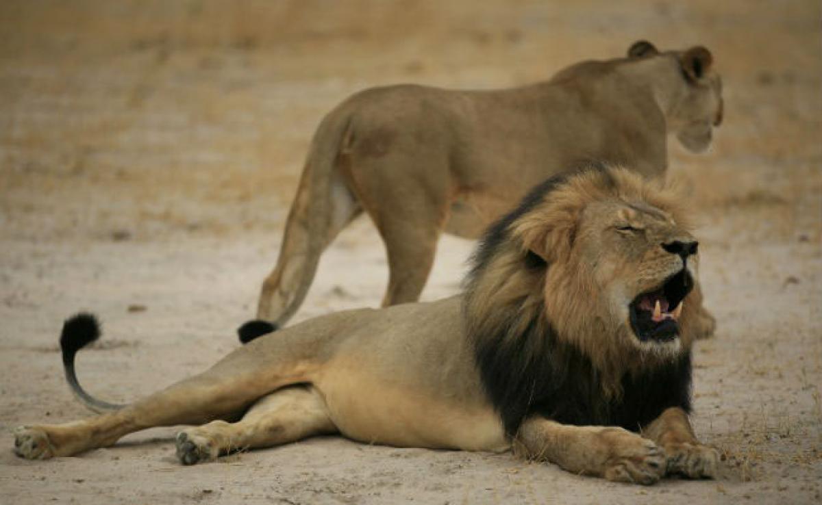US Launches Probe Into Killing of Cecil the Lion