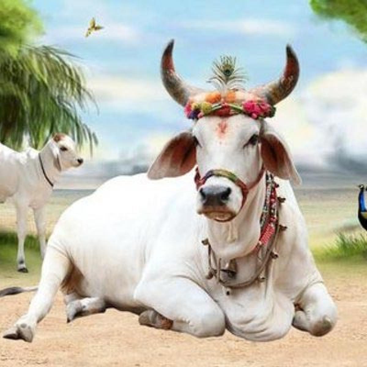 Cow Mata Wallpapers Images Photos Pics Free Download
