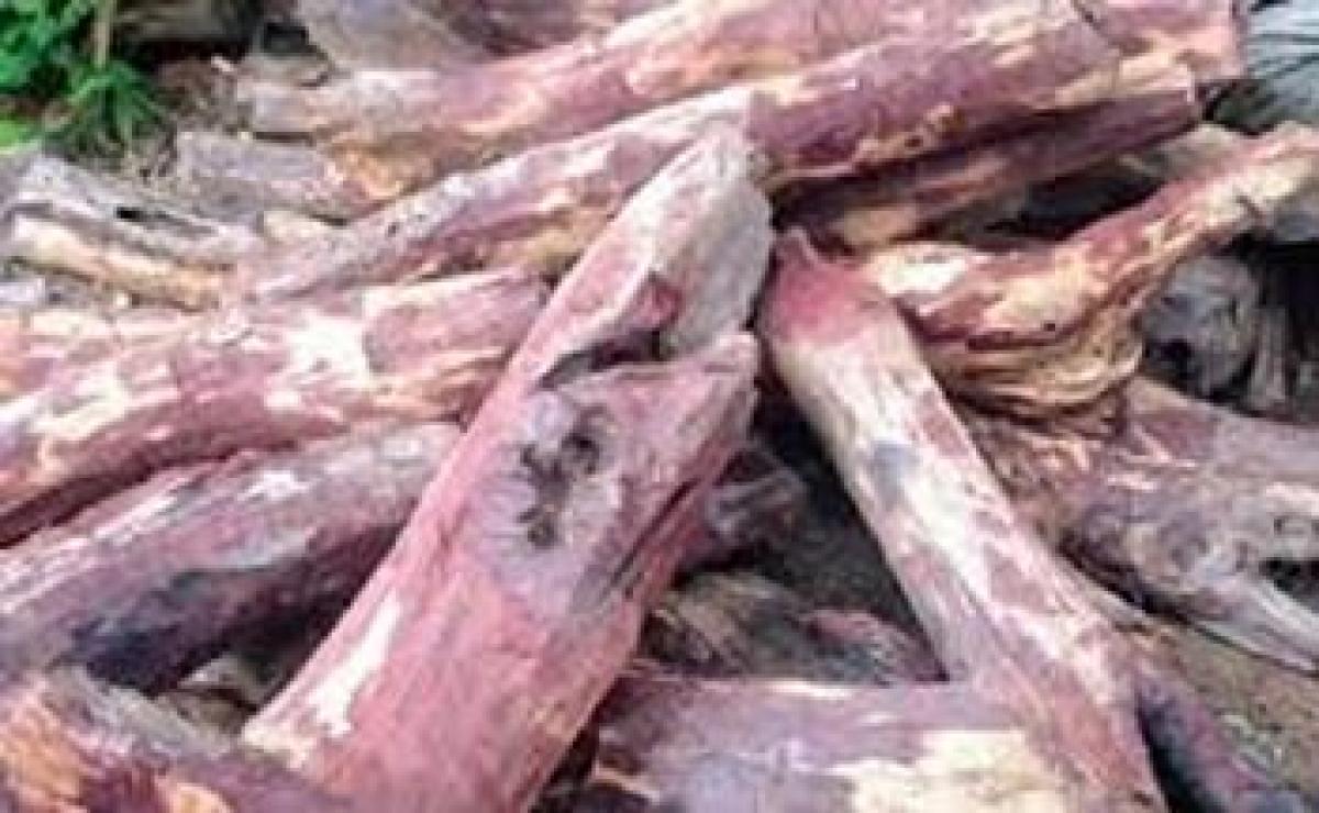 Red sanders logs worth 4.5 crore seized