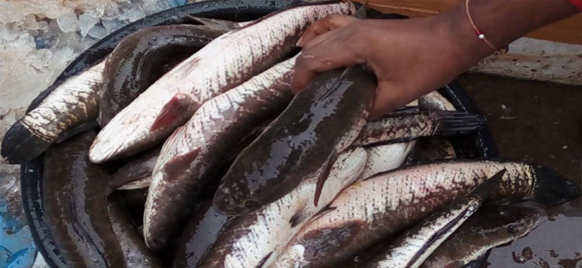 Fish prices hit the roof on Mrigasira eve