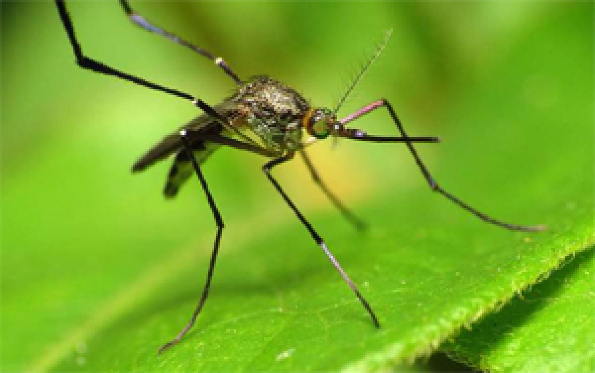 How sweergrass helps keep mosquitoes at bay