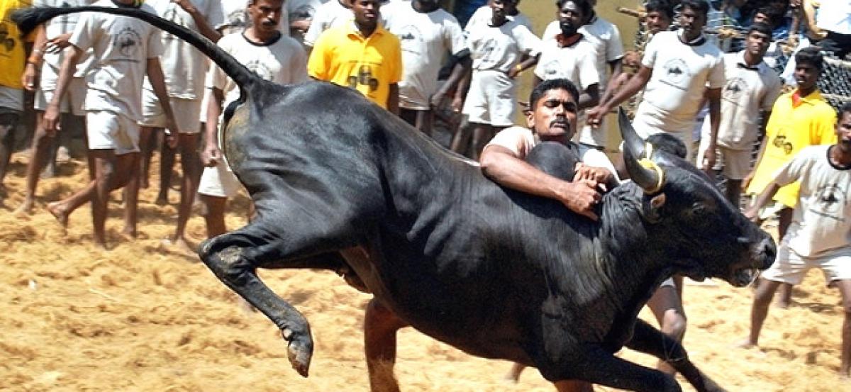 Dont use Jallikattu to gamble: Madras HC to organisers