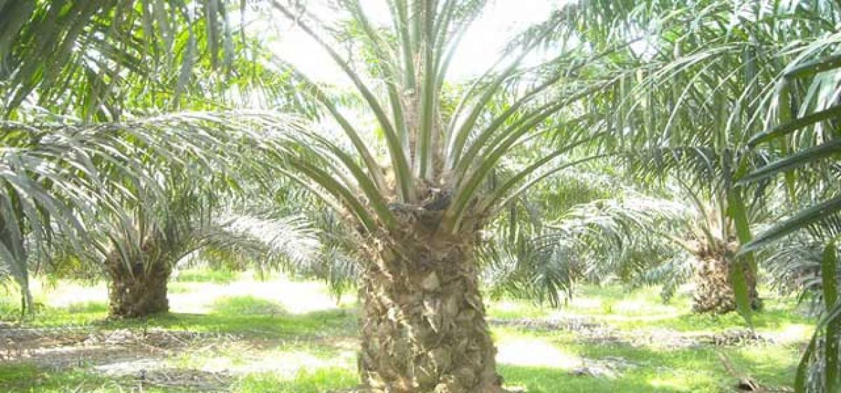 Windfall for oil palm farmers in Telangana