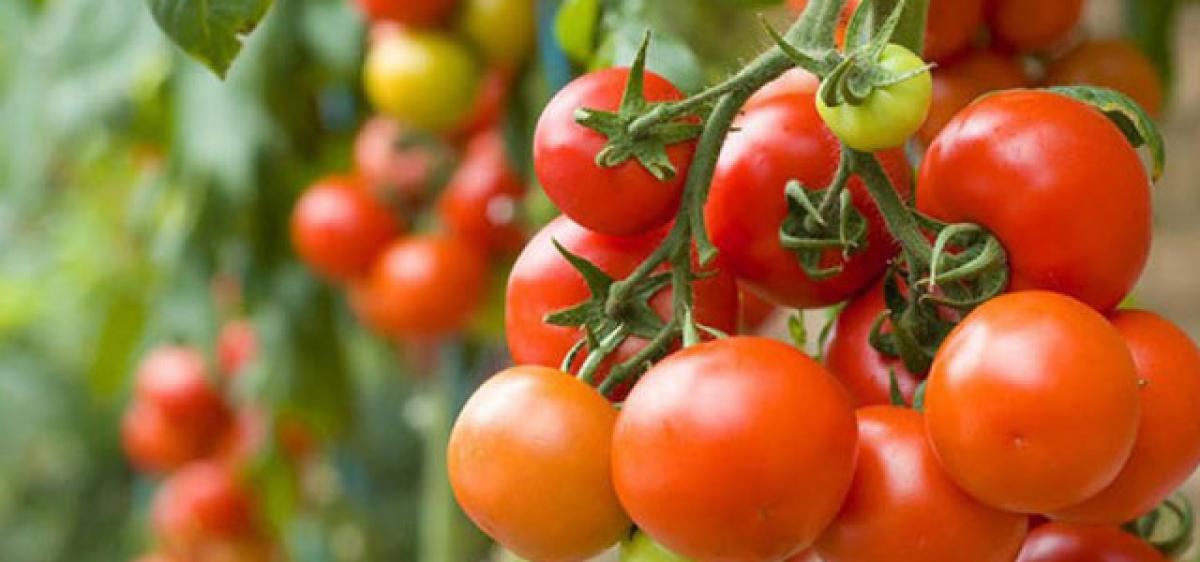 Researchers turn waste tomatoes into tires