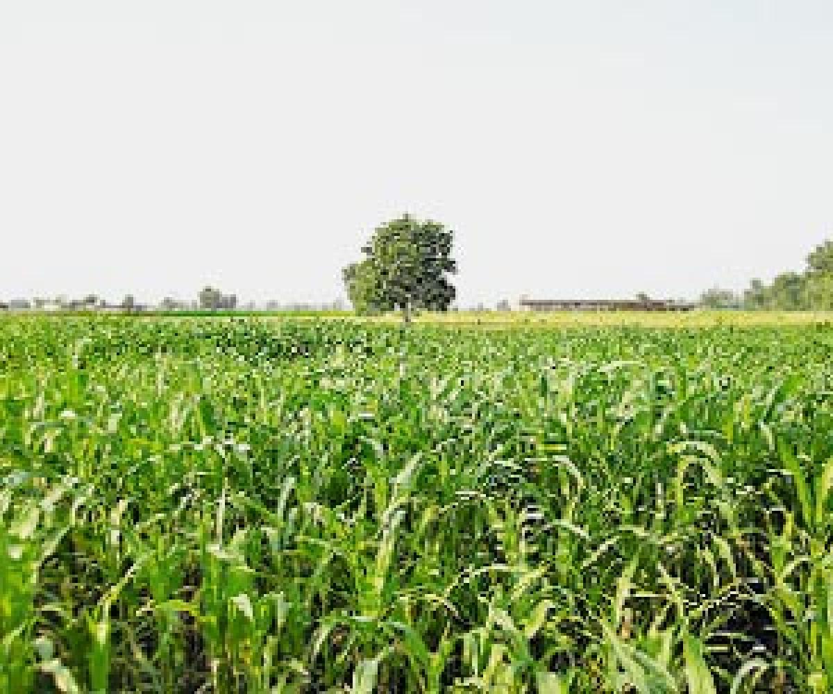 Fodder scheme, a boon to farmers