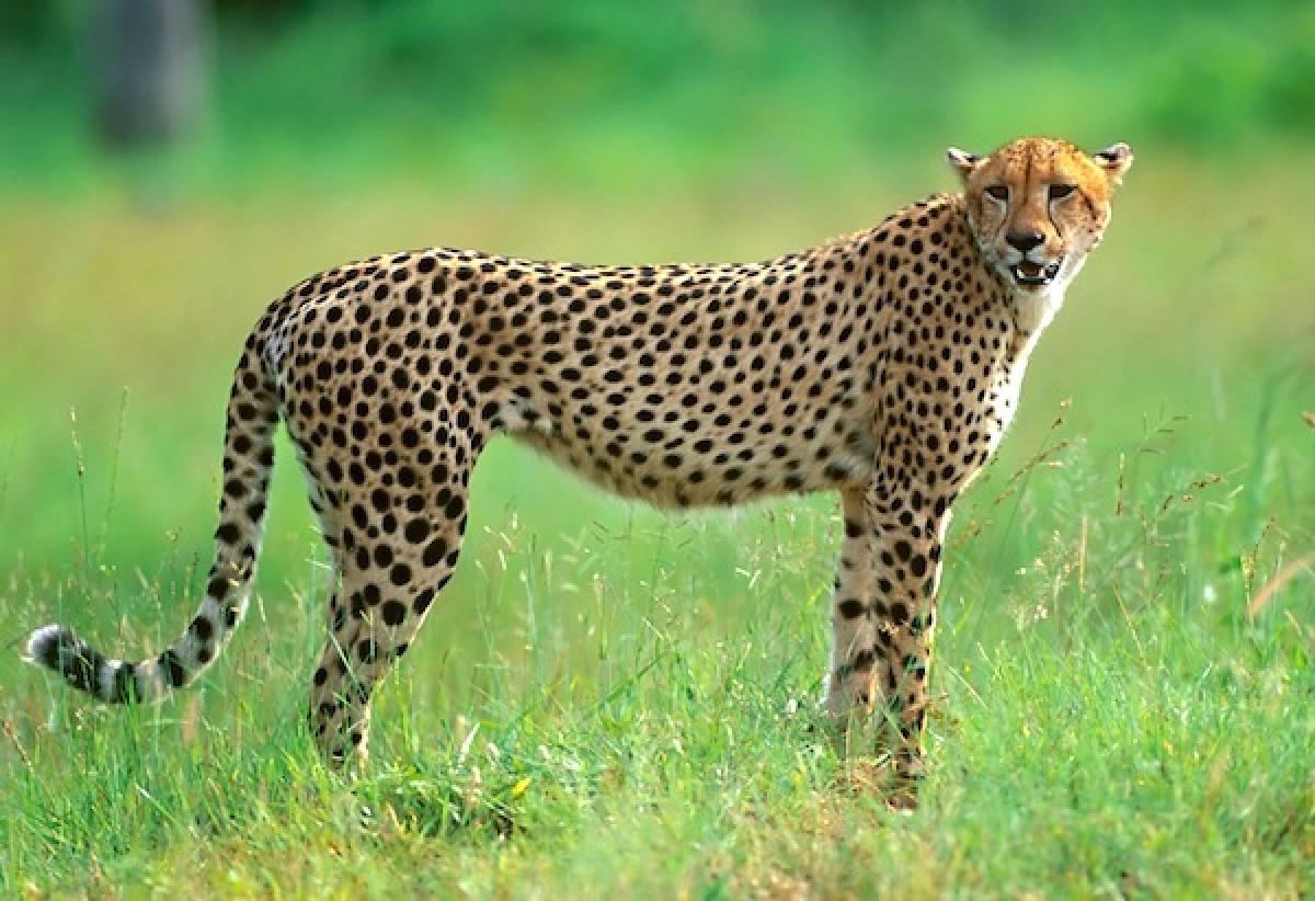 Cheetah fact – HR message for corporate