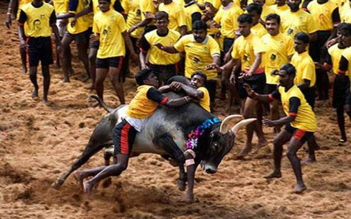 Jallikattu ban: 200 youngsters taken into custody over protests