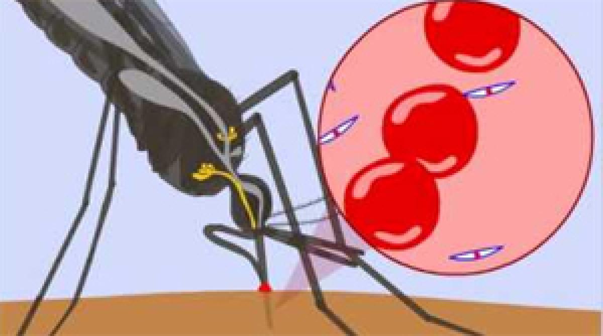 New discovery may generate ways to beat deadly malaria