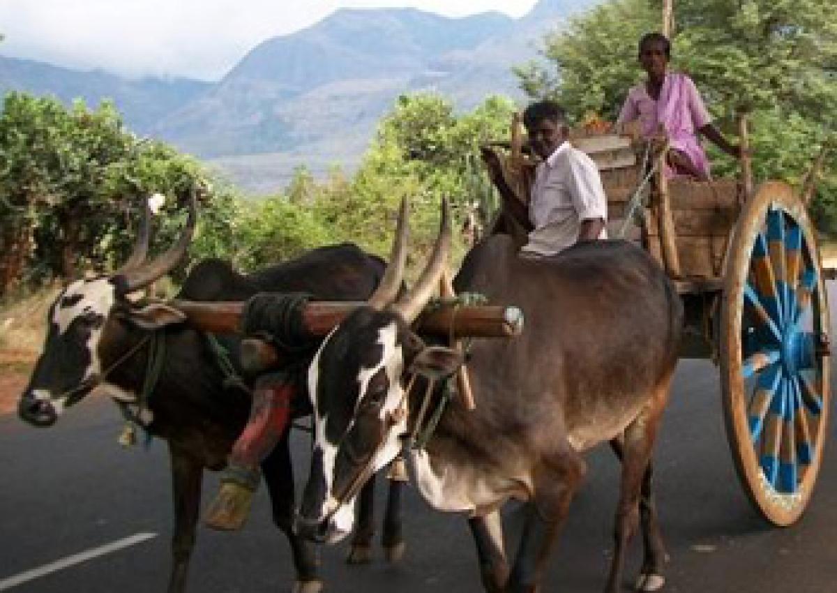 Bullock carts still in demand for transporting waste