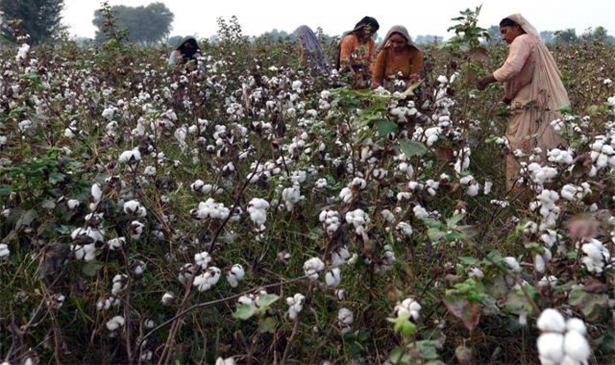 Telangana Ministers seek hike for cotton MSP