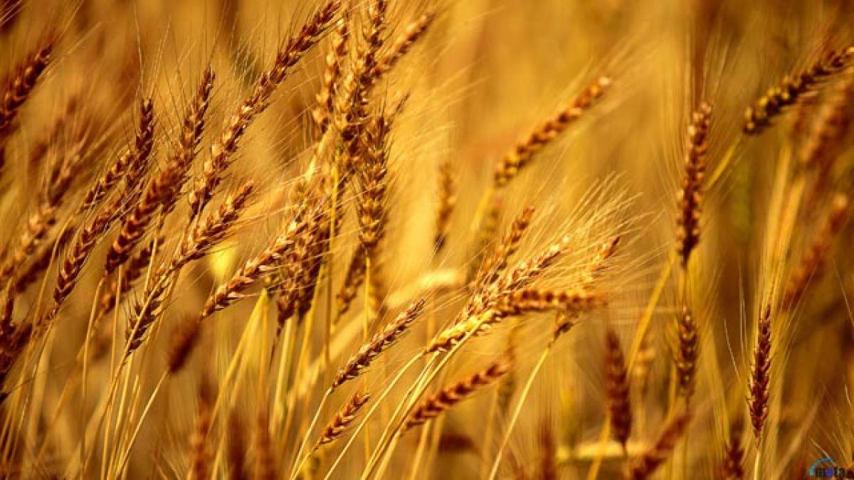 Barley cuts bad cholesterol, heart disease risk