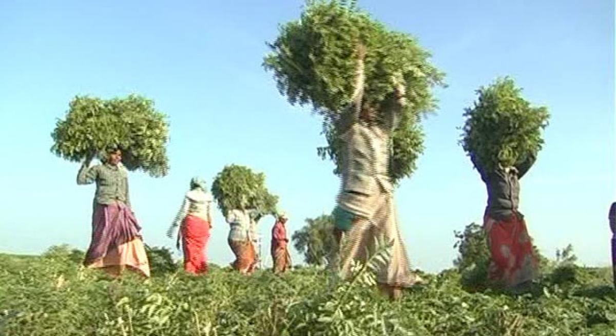 Curry leaves garnish farmers’ cash earnings