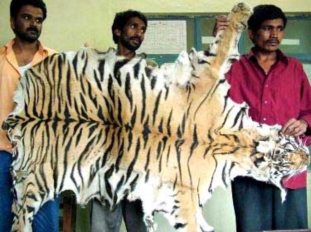 Three held for smuggling tiger skin in Nainital