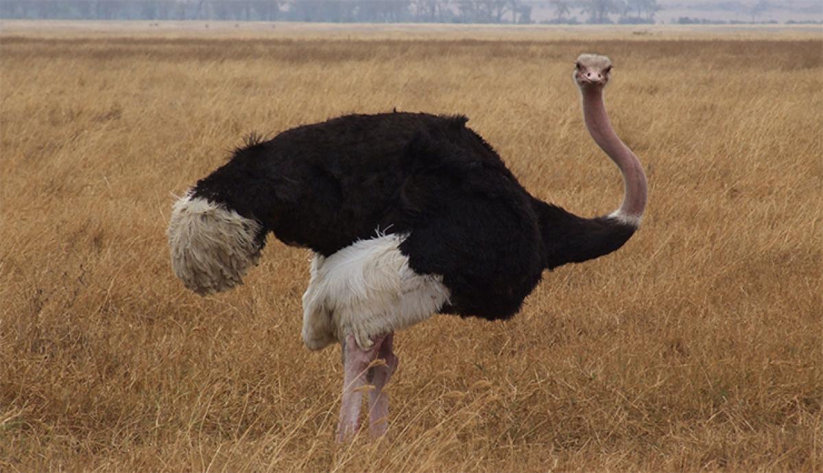 Brain – Eye Ratio - HR message of Ostrich