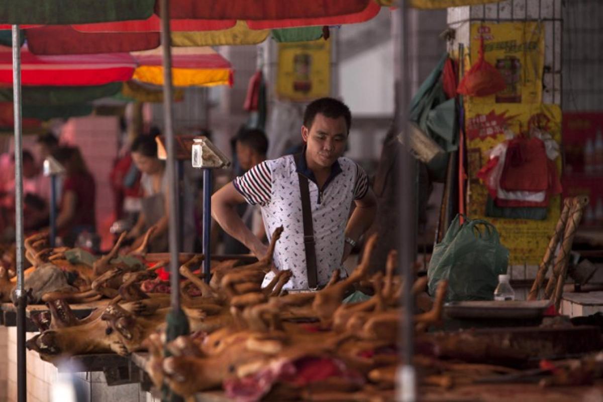 Dog meat eating festival in China draws ire on social media