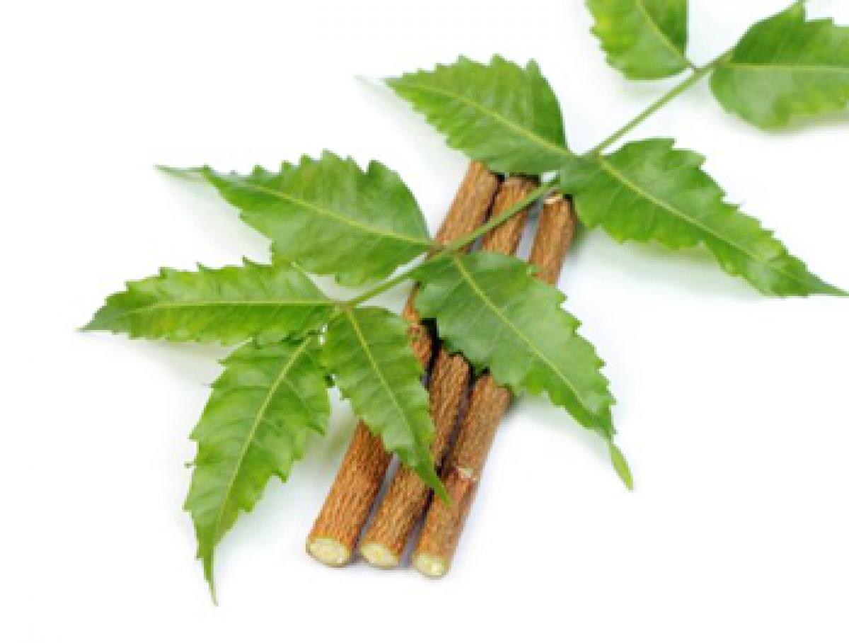 Neem helpful in pancreatic cancer treatment