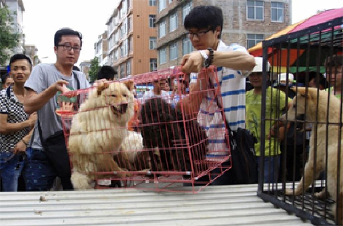 Yulin residents relish dog meat feast, back festival