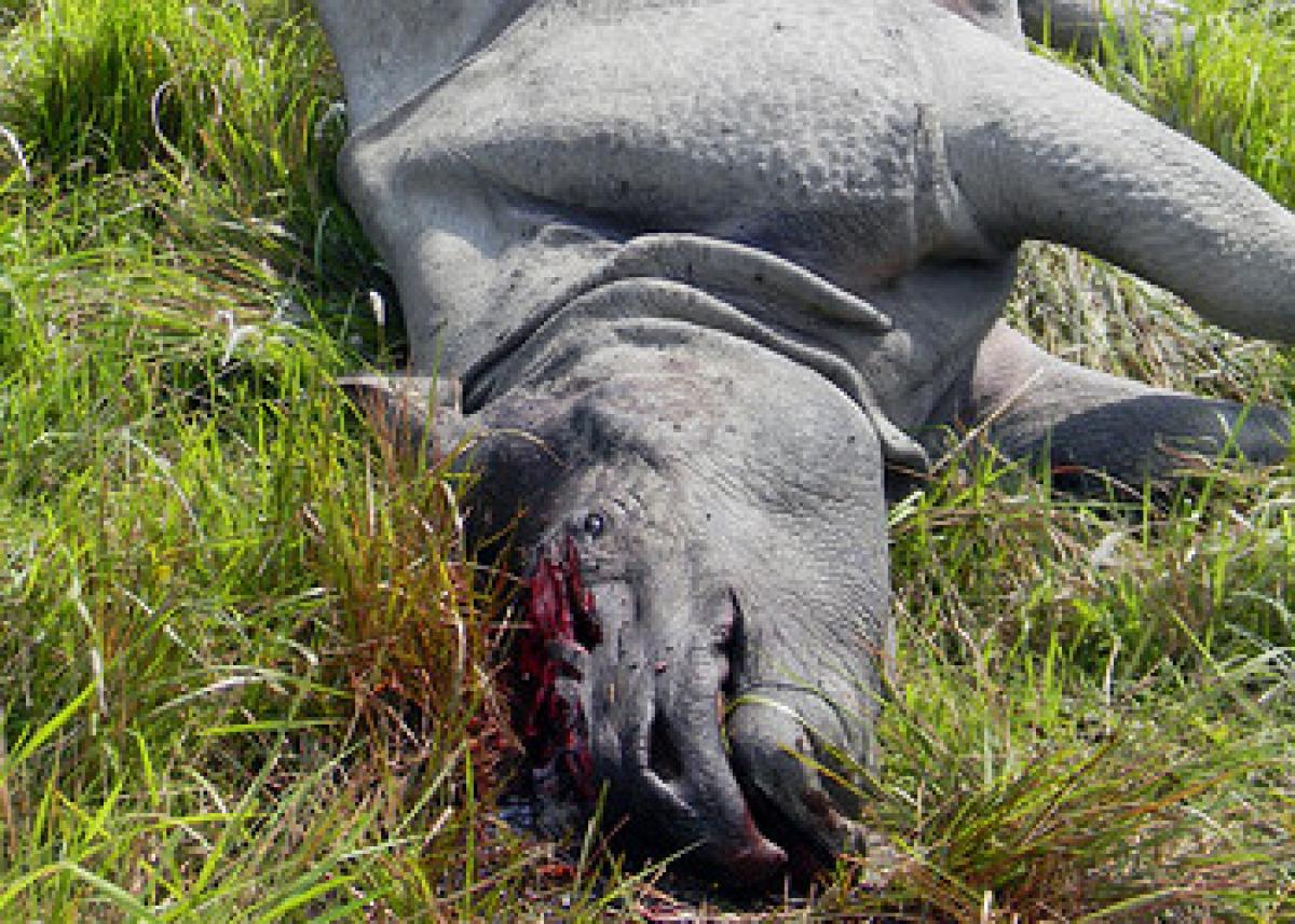 Another rhino poached in Kaziranga