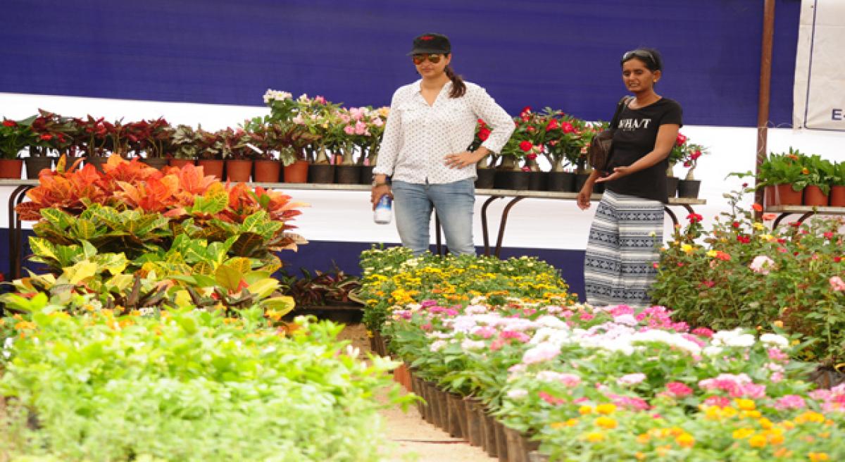 Medicinal plants big draw at horticulture expo