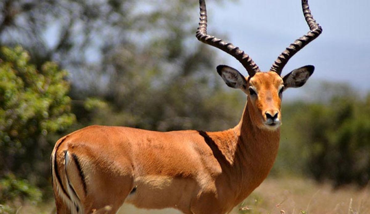 Antelope falls into well