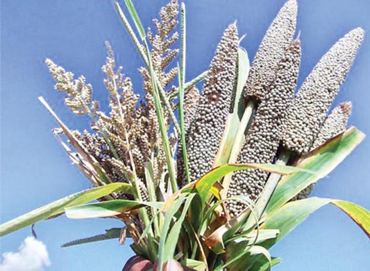 Government promoting millet cultivation in a big way